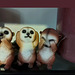 meerkats