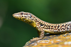 DSN 9135(1)R DSN 9135(1)R