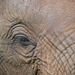 Elephant Eye