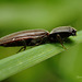 Click Beetle.