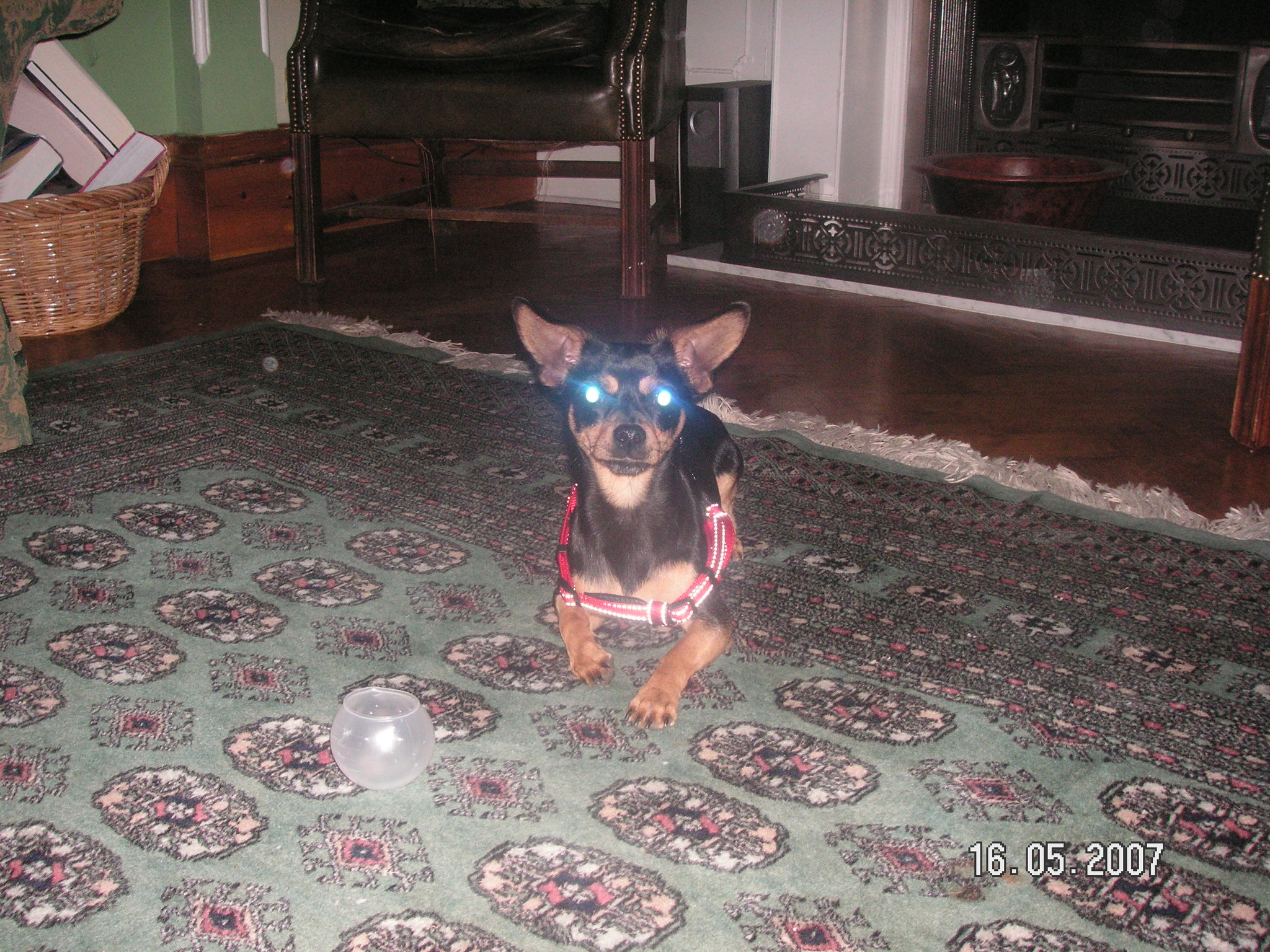 Our Scary Dog