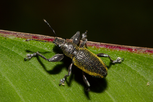 Weevil IMG_7635