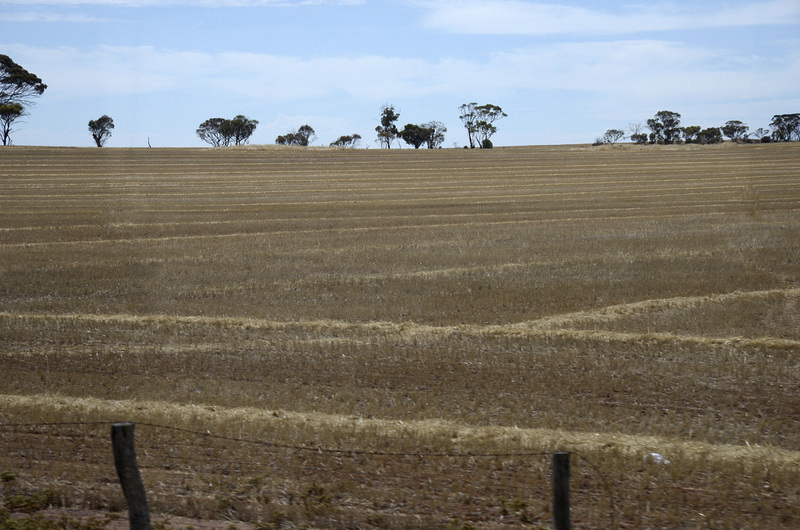 Fields of gold