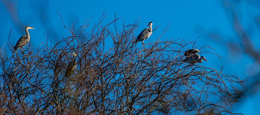 Heronry