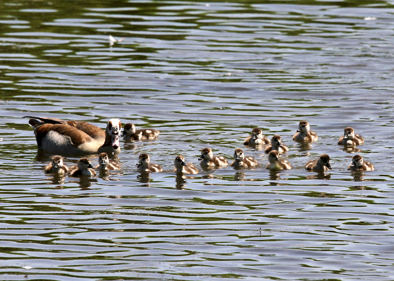 Nilgans mit fünfzehn Küken