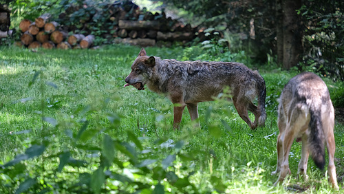 LE BOREON: PARC ALPHA 31