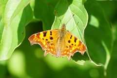 C-Falter (Polygonia c-album) anscheinend frisch geschlüpft