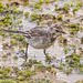 Pied wagtail.3jpg