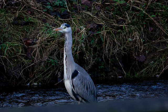 Grey Heron