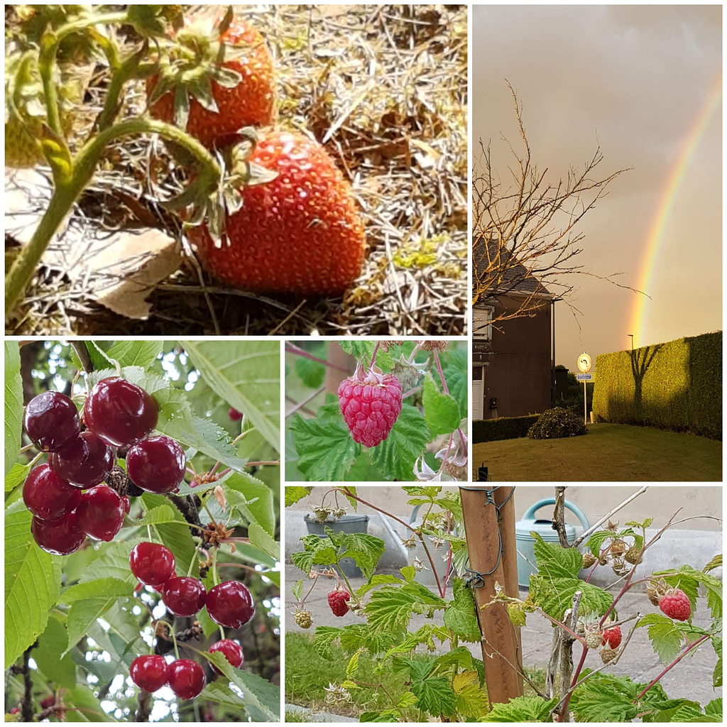 Delicious flavours of home~grown Red fruit