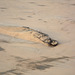 Namibia, The Wreck of the Ship Edward Bohlen in the Namib Desert Sands