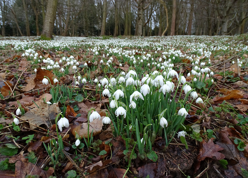 Snowdrops