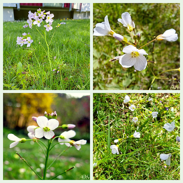 Wiesenschaumkraut