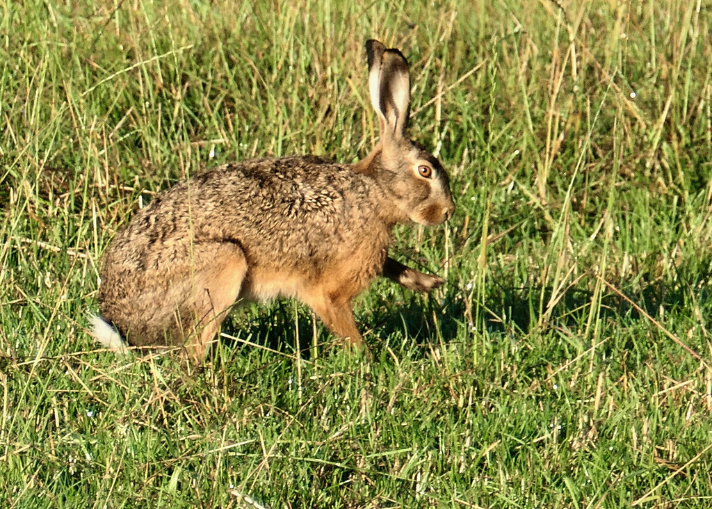 Ein Blick und weg war dieser Hase