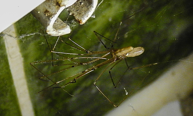 20221030 1985CPw [D~LIP] Zitterspinne (Pholcus opilionoides), Bad Salzuflen