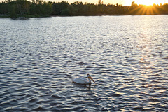 a pelican after sunrise 2