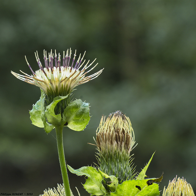 Fleur Automnale