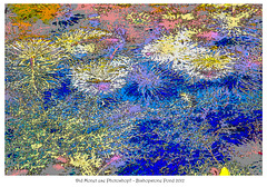 Monet used Photoshop Bishopstone Pond  16 4 2012