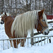 Horses in the snow