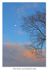 The Moon and Martin’s tree - East Blatchington - 20.3.2016