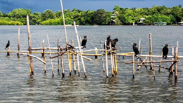 Madu river safari at Balapitiya, Sri Lanka