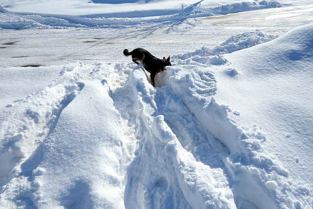 Maggie is climbing the snow mounds