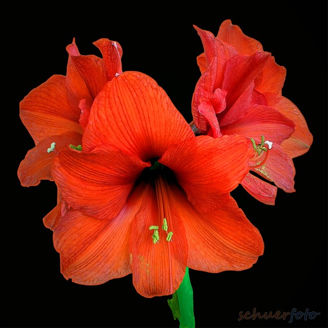 Amaryllis