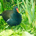 Moorhen foraging