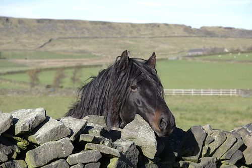 The dreadlock horses 1 of 2