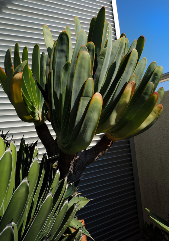 Aloe plicatilis