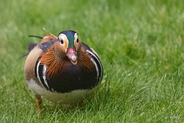 Mandarins Mandarins