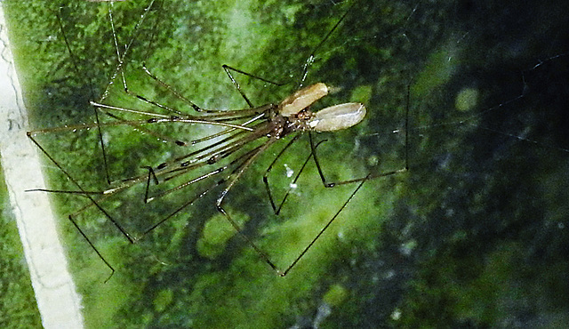 20221030 1986CPw [D~LIP] Zitterspinne (Pholcus opilionoides), Bad Salzuflen