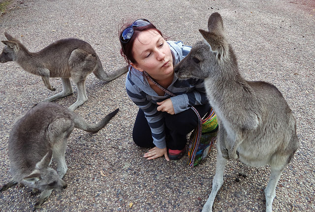 kissy kangaroos