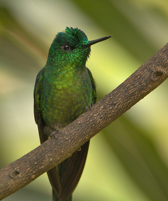 IMG 9720hummingbird