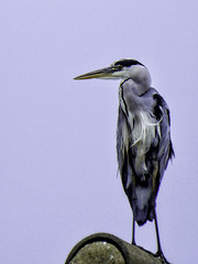 Heron on a roof
