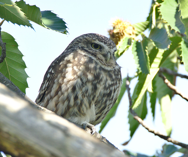 IMG 0008littleowl