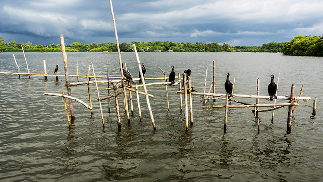 Madu river safari at Balapitiya, Sri Lanka