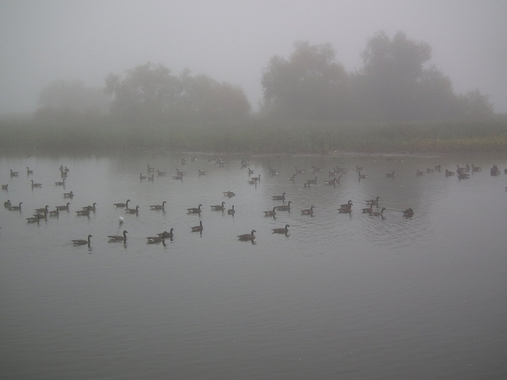 brouillard