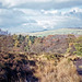 The distinctive shape of Shutlingsloe (506m) seen from Forest Wood. (Scan from 1990)