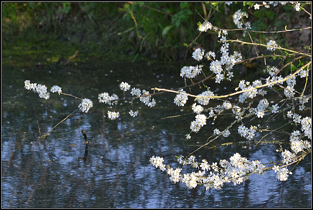 Water flowers