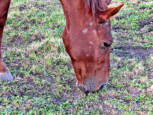 Horse Eating