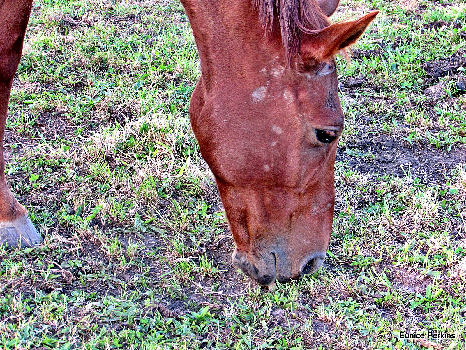 Horse Eating