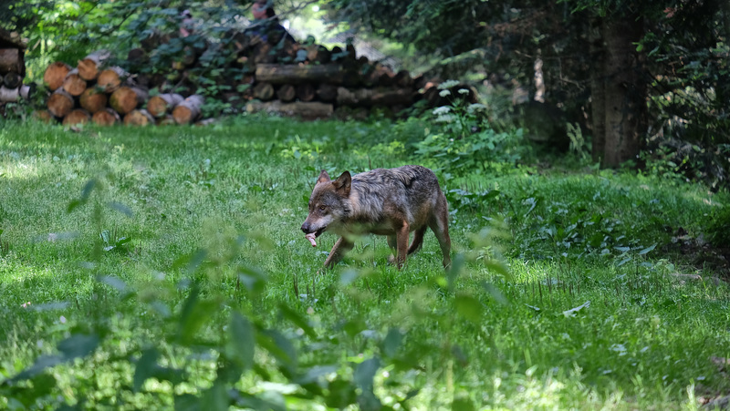 LE BOREON: PARC ALPHA 33