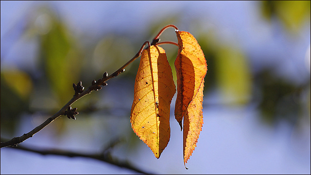 Automne !