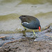 Moorhen