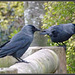hooded crows