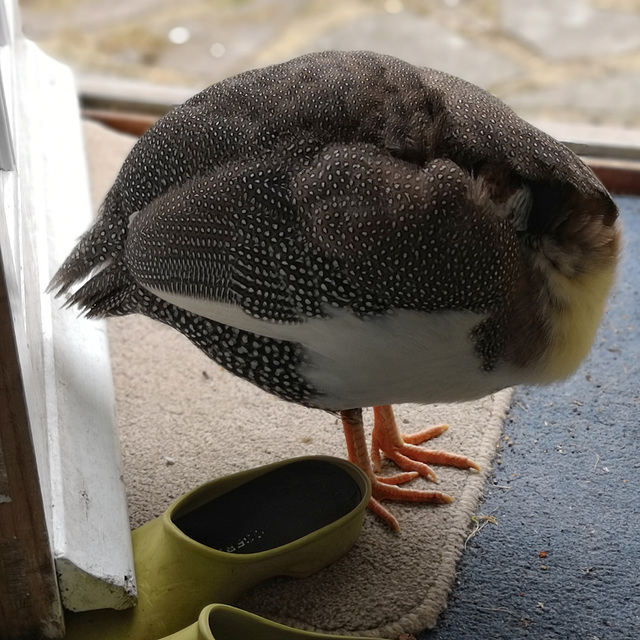 Headless bird