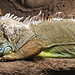 20210729 2286CPw [D~OS] Grüner Leguan, Zoo Osnabrück