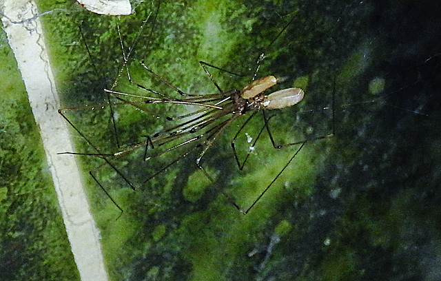 20221030 1987CPw [D~LIP] Zitterspinne (Pholcus opilionoides), Bad Salzuflen