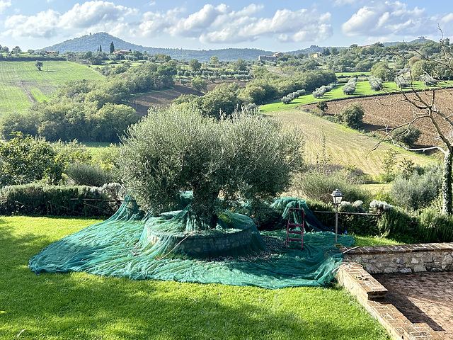 Collecting olives. Yesterday.